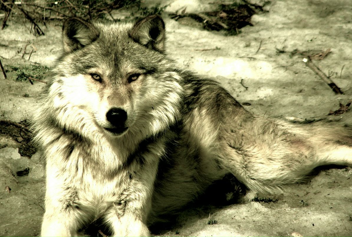 Daniela Pop фотография #40