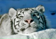 Фотография Бу Лидии