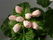 Фотография Гулёминой Ирины