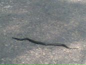 Сергій Манжура фотография #45 (источник - https://vk.com/id155292009)