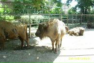 Іван Спас фотография #23 (источник - https://vk.com/id103149214)