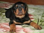 Пєтя Попсуйко фотография #39 (источник - https://vk.com/id58661152)