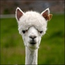 Фотография Гефке Станислава