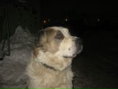 Фотография Соколова Андрея