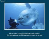 Фарид Мударрис фотография #31 (источник - https://vk.com/id90649712)