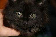 Фотография Щёлокова Антона