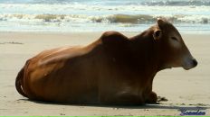 Фотография Бачков Максим