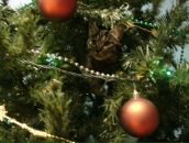 Фотография Малашевской Елены