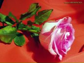 Фотография Чернышев Алексей