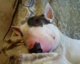 Фотография Белоусов Мишаня