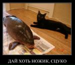 Фотография Соколинского Димы