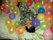 Фотография Семкиной Елены