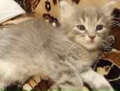 Ксения Васенкова фотография #25 (источник - https://vk.com/id3094640)