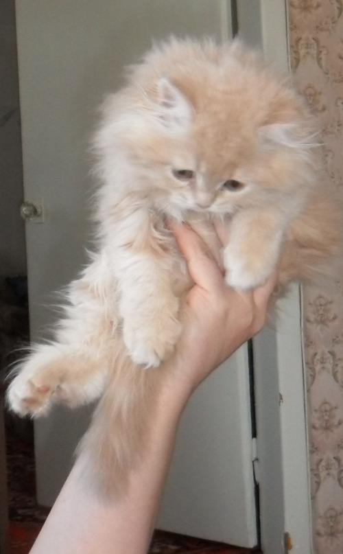 Катя Роскошенко фотография #25