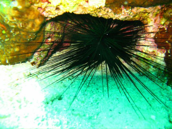 Евгений Коновалов фото №36