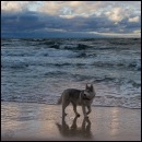 Фотография Доминика Доминика