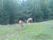 Леся Лісова фотография #24 (источник - https://vk.com/id16777672)