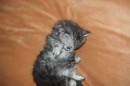 Кот Салтыков фотография #24 (источник - https://vk.com/id82408447)