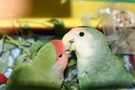 Маліна Ауліна фотография #4 (источник - https://vk.com/id3878240)