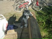 Фотография Боковой Светланы