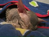 Фотография Форсюк Евгений