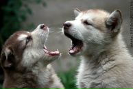 Фотография Водоплясова Максима