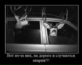 Любовь Духанова фотография #39 (источник - https://vk.com/id5068523)