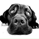 Фотография Тиунова Павла