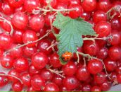 Фотография Зацепиной Анны