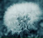 Kristina Sinitsyna фотография #36 (источник - https://vk.com/id604541)