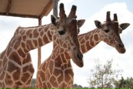 Фотография Филипповой Екатерины