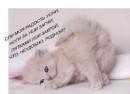 Софійка Слюсар фотография #46 (источник - https://vk.com/id204221306)