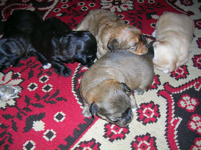 Дмитрий Бурлаков фотография #19