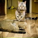 Фотография Шемшуренко Евгения