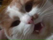 Персик=) Рыжов фотография #4 (источник - https://vk.com/id109515744)