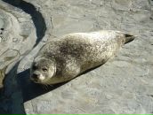 Анастасія Головська фотография #48 (источник - https://vk.com/id6246545)