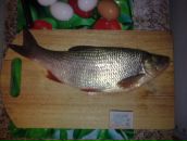 Евгений Иевлев фотография #25 (источник - https://vk.com/id2978352)