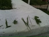 Александра Міщук фотография #49 (источник - https://vk.com/id103138309)